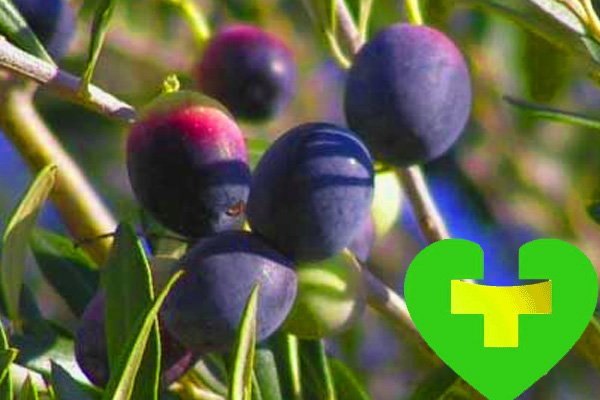 Користь оливкової олії натще для схуднення