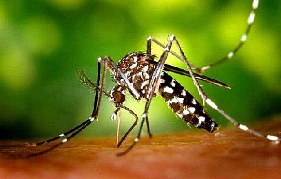 Види комарів