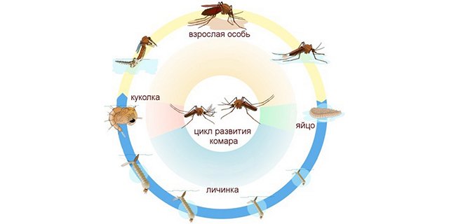 Скільки живуть комарі і тривалість їх життя після укусу   життєвий цикл комара
