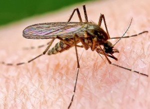 Чим мазати укуси комарів дорослому і дитині (до року і старше)