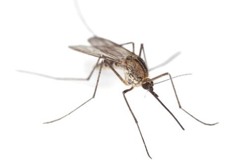 Скільки живуть комарі   тривалість життя комара