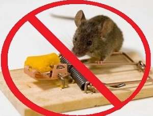 Кращі ефективні засоби від щурів: огляд отрут та інших препаратів, ціни та відгуки