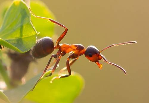 Як боротися з садовими мурахами. Садові мурашки: як позбутися, методи боротьби, кошти від мурах