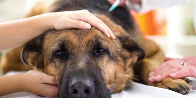 Симптоми кліщового енцефаліту у собак. Що робити, якщо вкусив собаку енцефалітний кліщ?