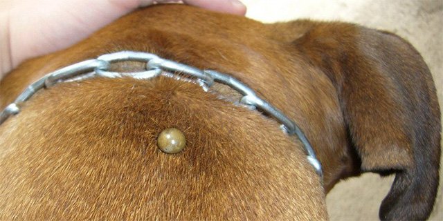 Кліщі у собак: фото, симптоми, лікування, наслідки укусу кліща