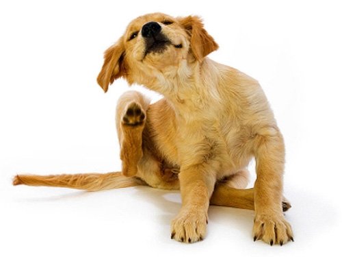 Як вивести бліх у собак та цуценят: нашийники, шампуні, краплі