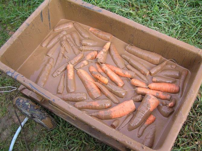 Як правильно зберігати моркву: 8 способів