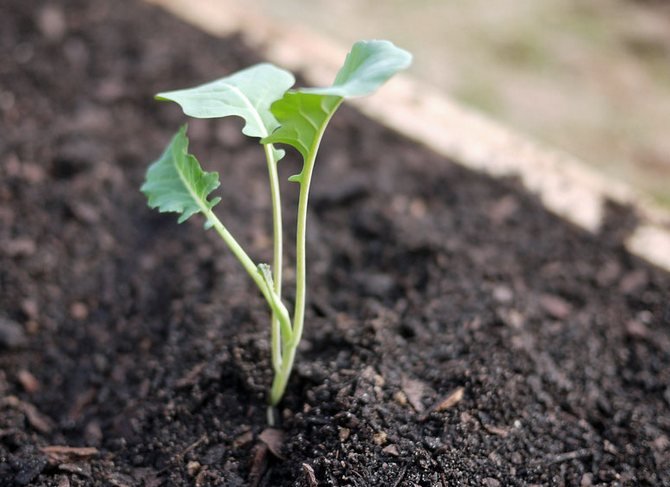 Вирощування брокколі: правила та агротехніка