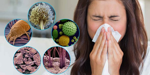 Алергія на пилового кліща   симптоми і лікування алергії на кліщів домашнього пилу