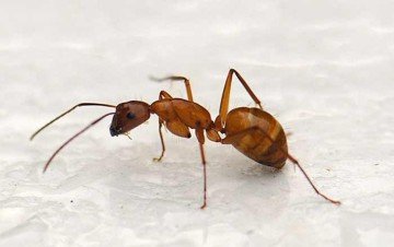 Руді мурахи в квартирі: як боротися