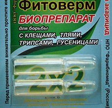 Як позбутися від попелиці в кімнатних квітах? 4 методу боротьби з паразитом