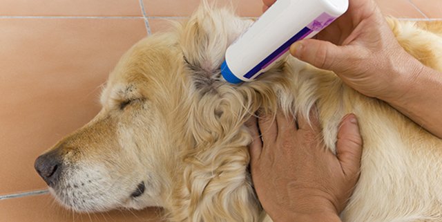 Вушний кліщ у собак: фото, симптоми, лікування