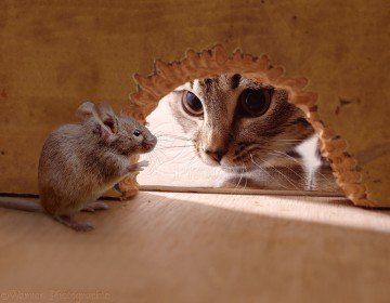 Як позбутися від щурів і мишей в приватному будинку? Народні поради