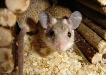До чого завелися миші в будинку? Народні прикмети та мудрість поколінь