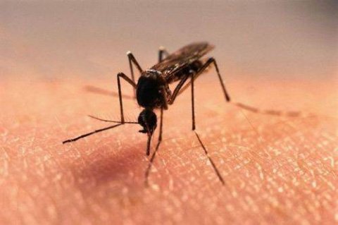 Алергія на укуси комарів: алергічна реакція і методи лікування