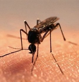 Краще ефективний засіб від комарів на природі (в лісі) або дому: огляди та відгуки