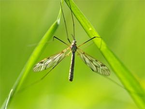 Засоби від комарів: репеленти, фумігатори та ультразвукові відлякувачі