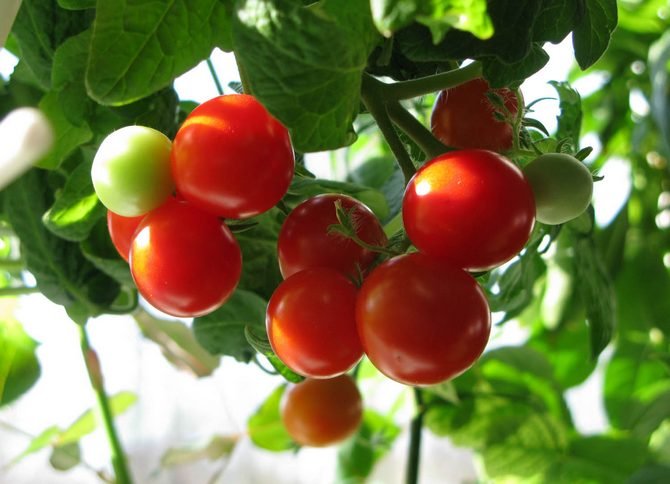 Цікавий спосіб вирощування розсади томатів без землі