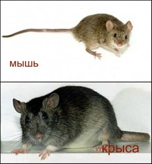 Чим відрізняється миша від пацюка?