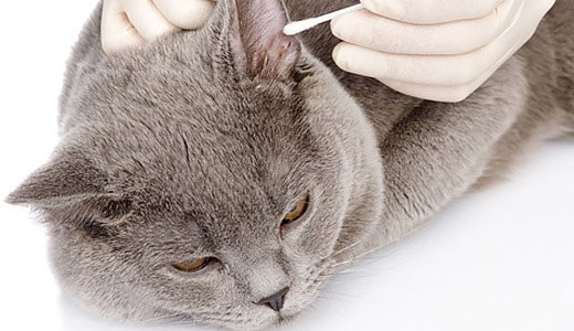 Вушний кліщ у кішок і кошенят: симптоми і лікування