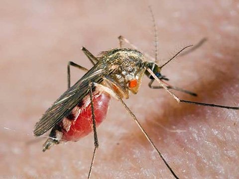 Чому і навіщо комарі пють кров