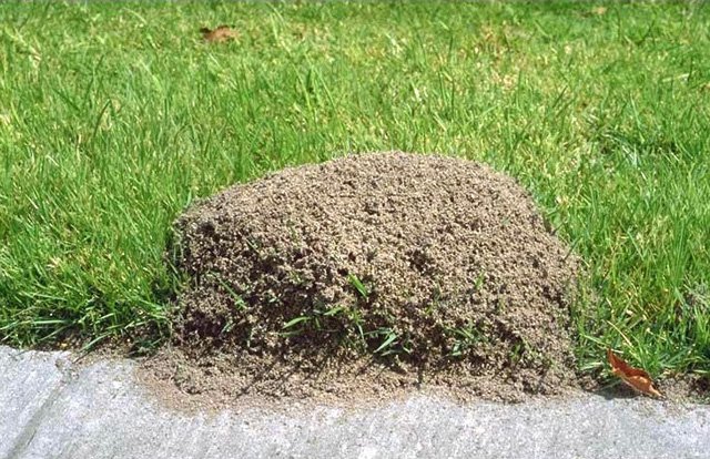 Як позбутися від мурашок: методи боротьби, способи знищення. Як вивести мурах