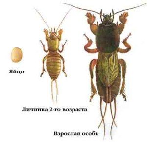 Як виглядає капустянка і її личинка: фото та опис