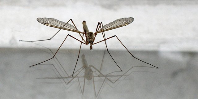 Найбільший комар у світі – фото та опис