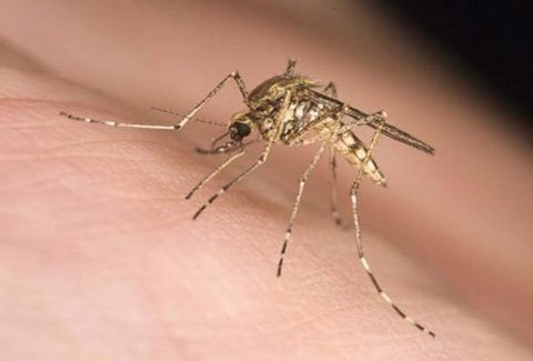 Як позбутися від комарів: методи боротьби і знищення