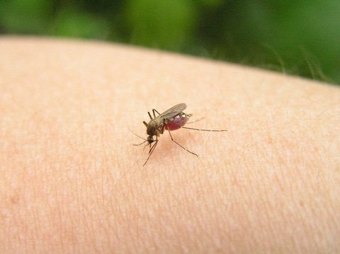 Чому кусають комарі