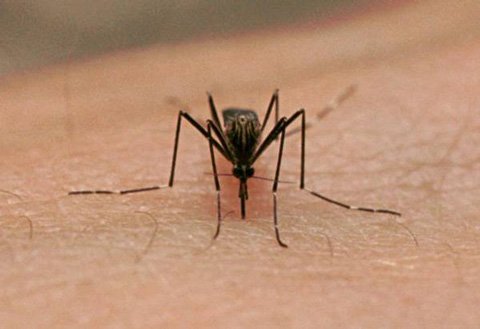 Укус комара: кошти від набряків після укусу, ніж лікувати