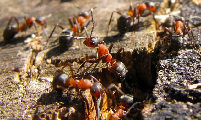 Руді мурашки. Як позбутися від домашніх рудих мурашок