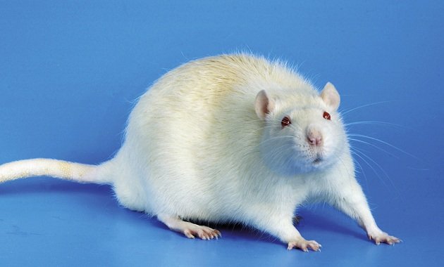 Чим відрізняється миша від пацюка?