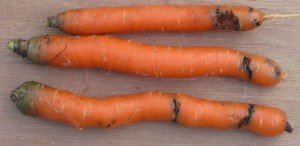 Як позбутися від морквяної мухи: 100% Ефективні методи боротьби