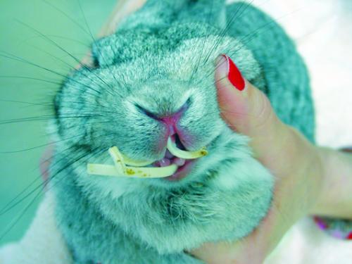Захворювання зубів у кролика