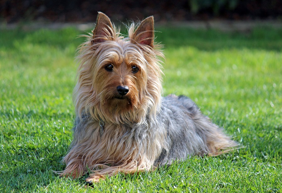 Нелиняющие породи собак: 20 гіпоалергенних порід