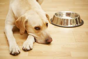 У собаки пронос: що робити, блювання з кровю, діарея, чума, гельмінтоз