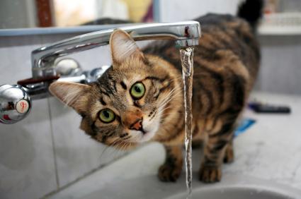 Зневоднення у кішок   симптоми, причини і лікування