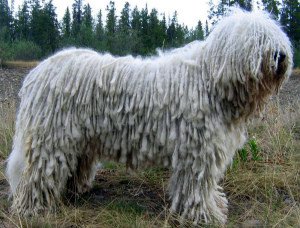Угорська вівчарка комондор: історія пастушої породи, стандарт, характер собаки, фотосет