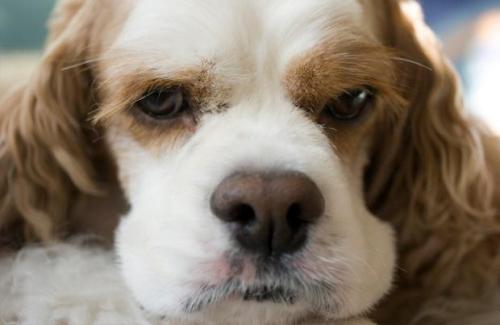 Глаукома у собак   симптоми і лікування
