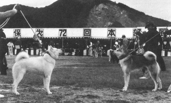 Порода собаки Хатіко — Акіта іну, її опис та історія