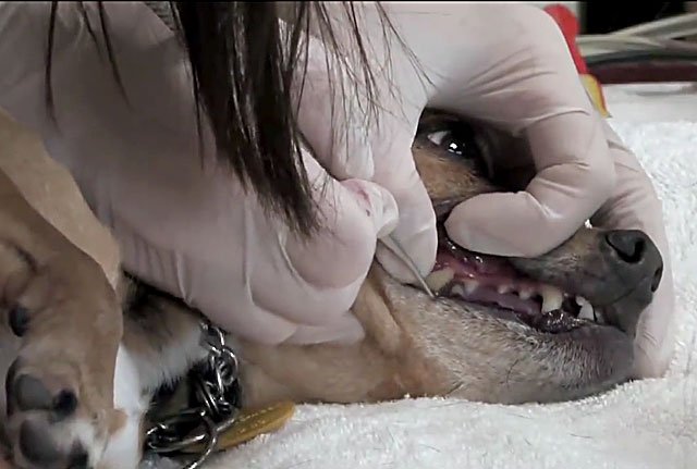 Зміна зубів у чихуахуа і догляд за порожниною рота з фото і відео