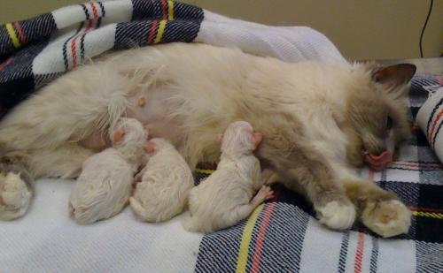 Догляд за кішкою і кошенятами після кесаревого розтину