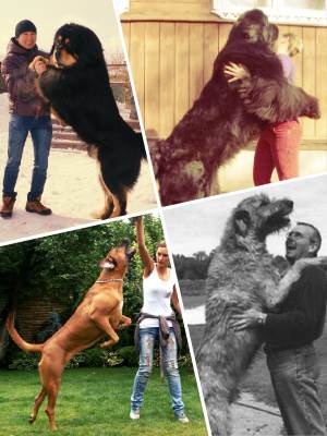Найбільша порода собак у світі: з фотографіями, мастифф, вовкодав
