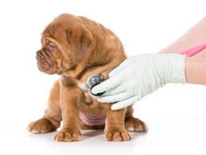 Чумка у собак: симптоми, лікування хвороби, як лікувати, ціни на ліки
