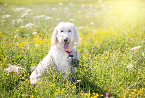 5 способів допомогти вашій собаці в жарку погоду