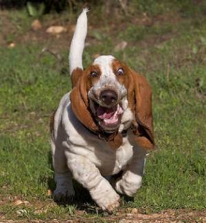 Найкрасивіші породи собак в світі: фото ретривера, помераского шпіца