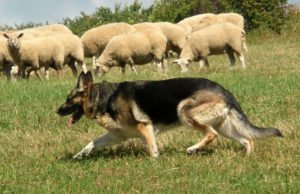 Происхожение німецької вівчарки: історія породи з фото і відео