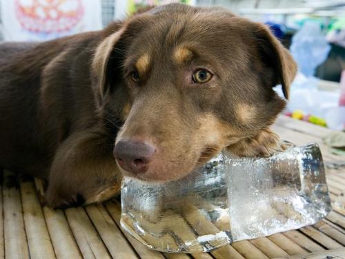 Тепловий удар у собак   симптоми перегріву і перша допомога