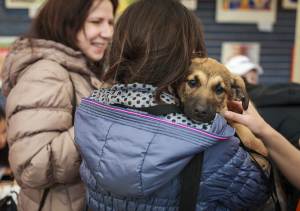 Собаки в дар в Мінську: породисті, маленькі, як знайти ресурси для пошуку